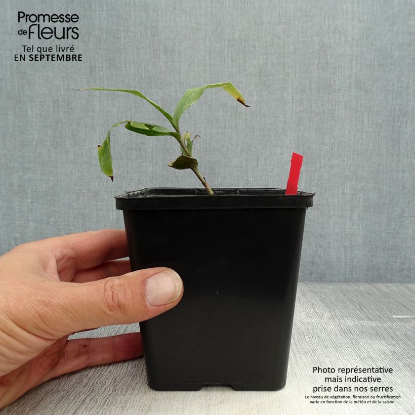 Spécimen de Epipactis gigantea Night Serpentine - Orchidée de jardin  Pot de 1L/1,5L tel que livré en automne