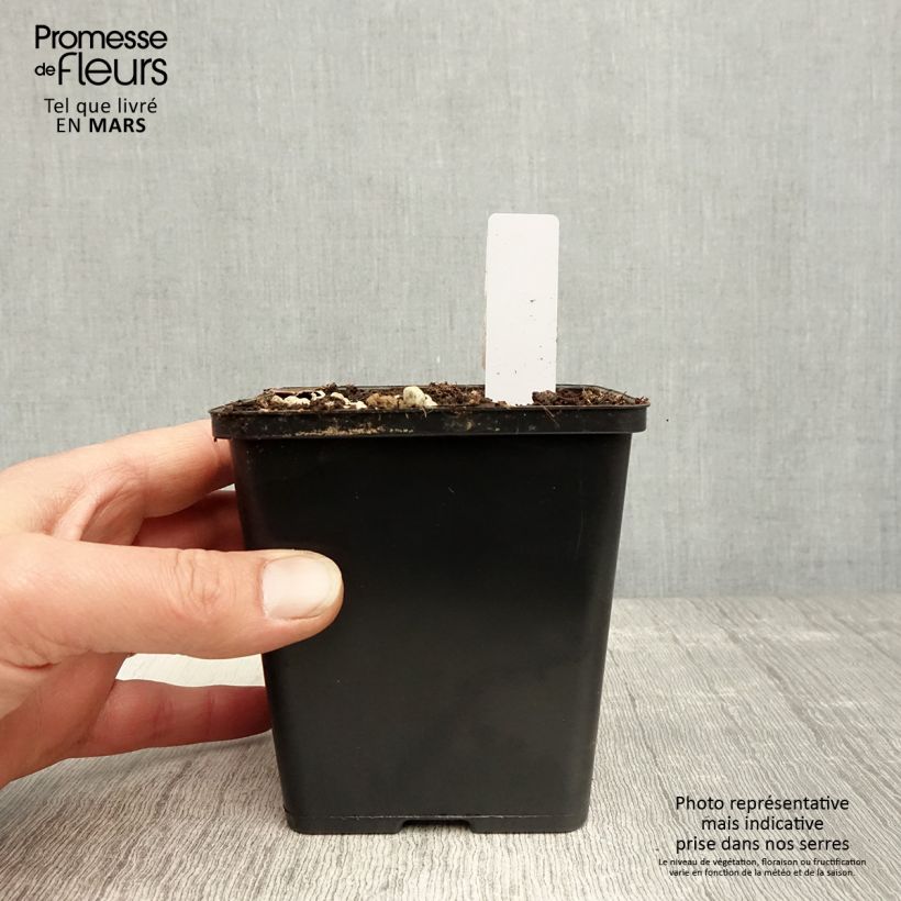 Spécimen de Epipactis gigantea Night Serpentine - Orchidée de jardin  Pot de 1L/1,5L tel que livré au printemps