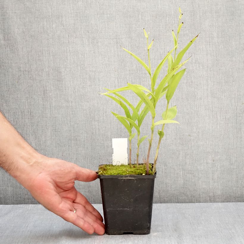 Spécimen de Epipactis Sabine - Orchidée de jardin Pot de 1L/1,5L tel que livré en automne