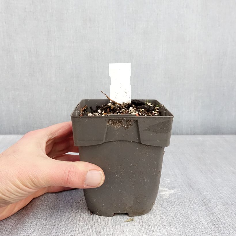 Spécimen de Epipactis Sabine - Orchidée de jardin Pot de 1L/1,5L tel que livré en hiver