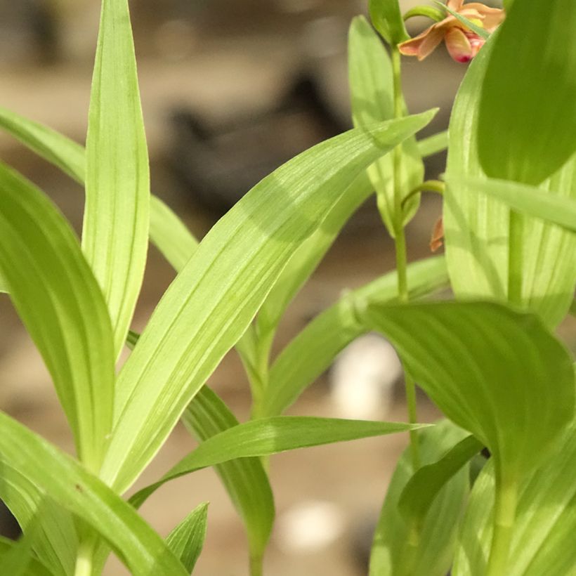 Epipactis thunbergii x gigantea - Orchidée de jardin (Feuillage)