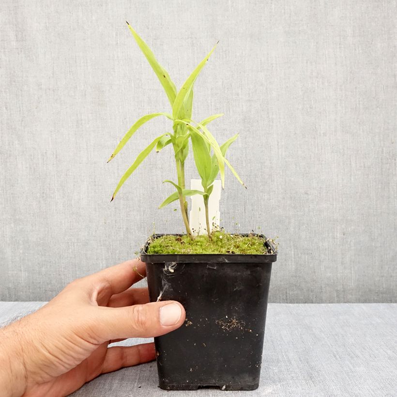 Spécimen de Epipactis thunbergii x gigantea - Orchidée de jardin Pot de 1L/1,5L tel que livré en automne