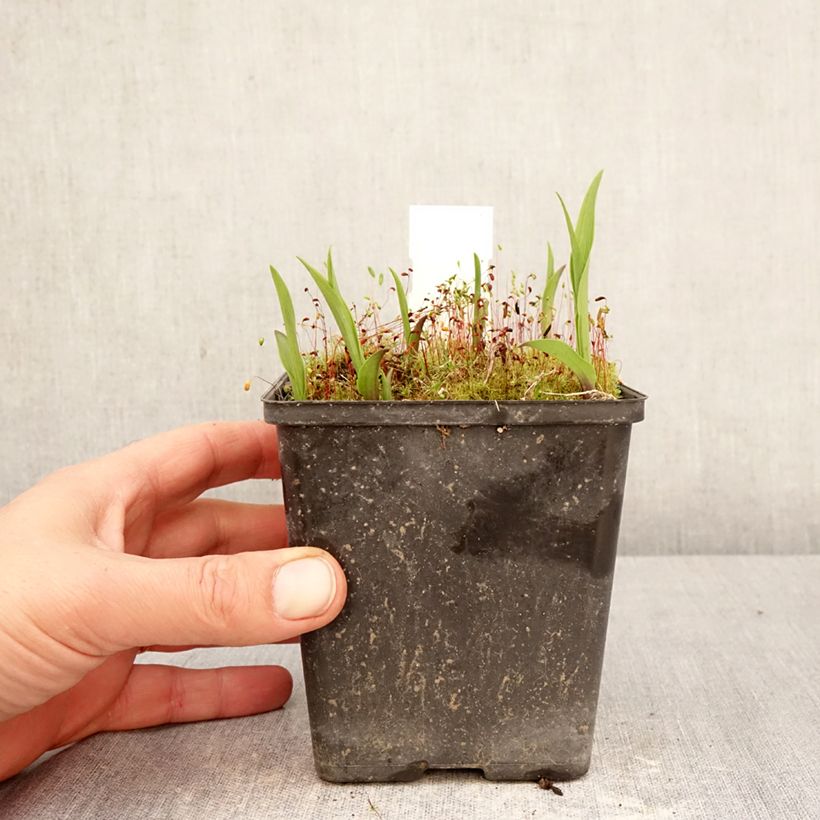 Spécimen de Epipactis thunbergii x gigantea - Orchidée de jardin Pot de 1L/1,5L tel que livré au printemps