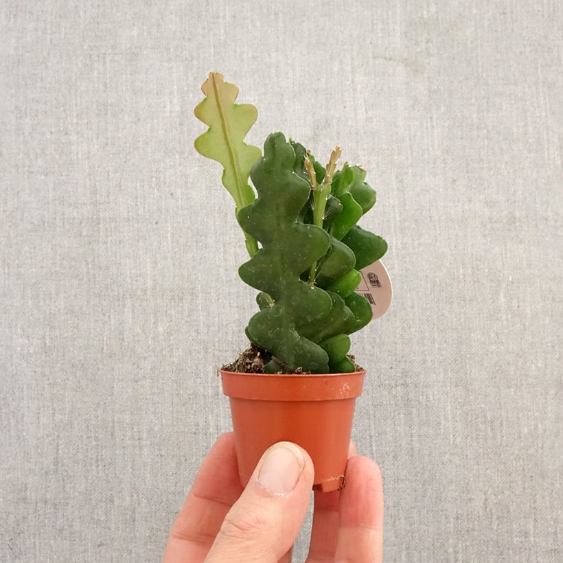 Spécimen de Epiphyllum anguliger - Cactus zig-zag Mini-plante tel que livré au printemps