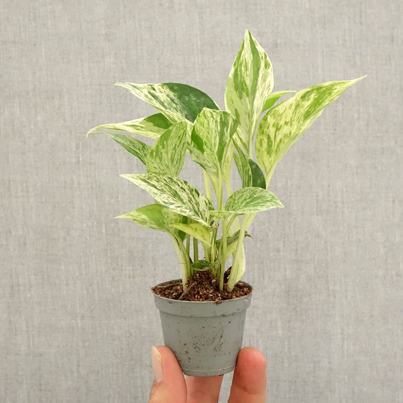 Spécimen de Epipremnum aureum Marble Queen - Pothos Mini-plante tel que livré en automne