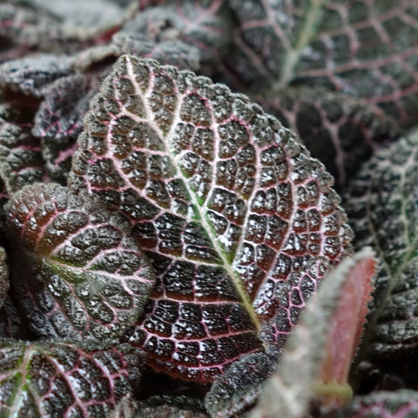 Episcia Country Brilliance (Feuillage)