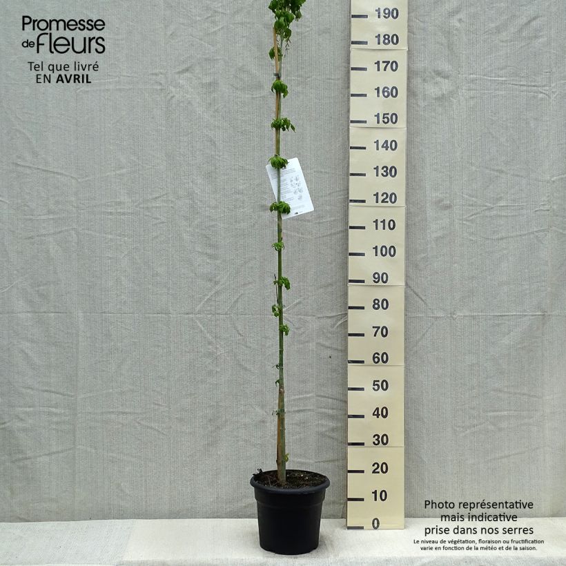 Spécimen de Érable à feuille de frêne - Acer negundo Pot de 7,5L/10L tel que livré au printemps