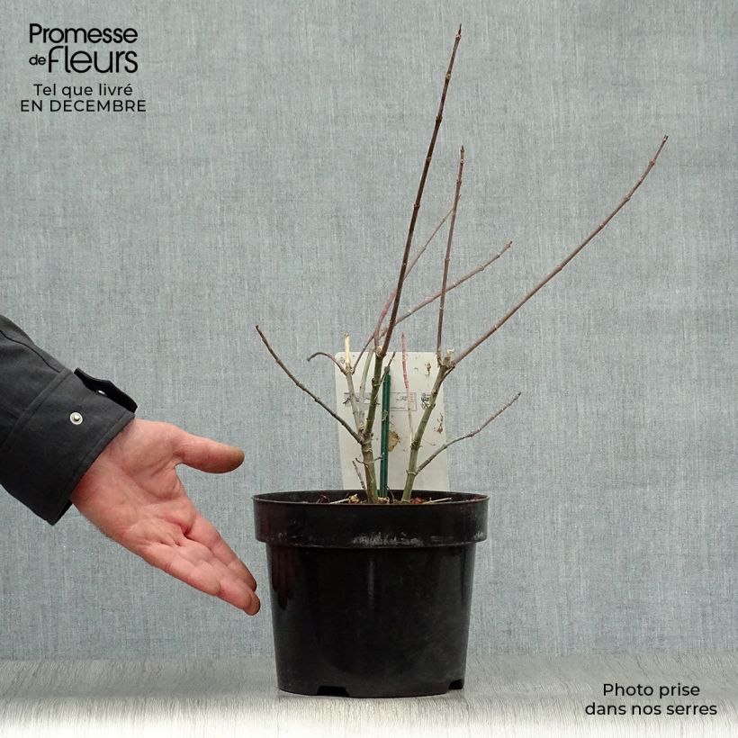 Spécimen de Acer negundo Flamingo - Érable à feuille de frêne Pot de 3L/4L tel que livré en hiver