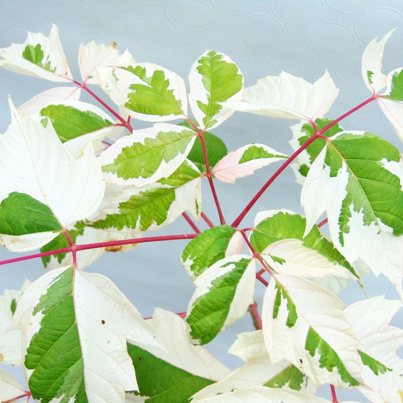 Acer negundo Flamingo - Érable à feuille de frêne (Feuillage)