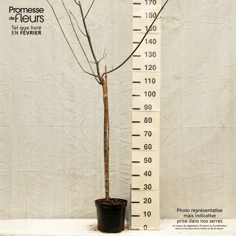 Spécimen de Érable à feuille de frêne doré - Acer negundo Kelly's Gold Pot de 3L/4L tel que livré en hiver