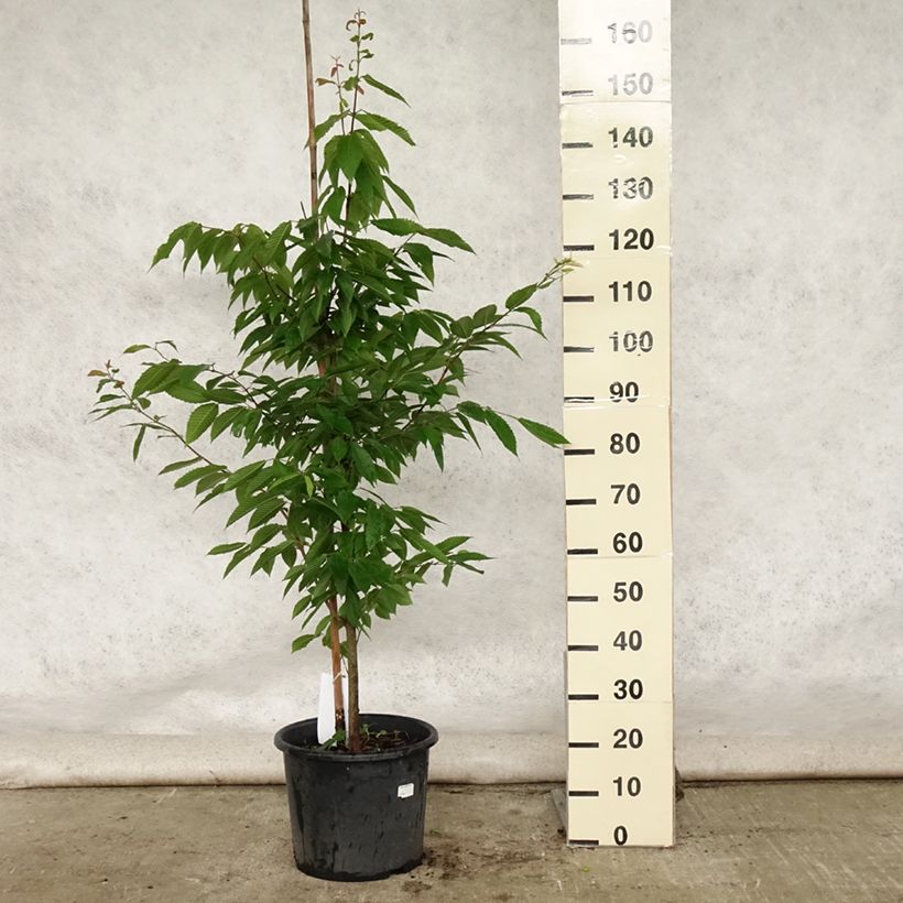 Spécimen de Erable à feuilles de charme - Acer carpinifolium Pot de 7,5L/10L, Baliveau tel que livré en été