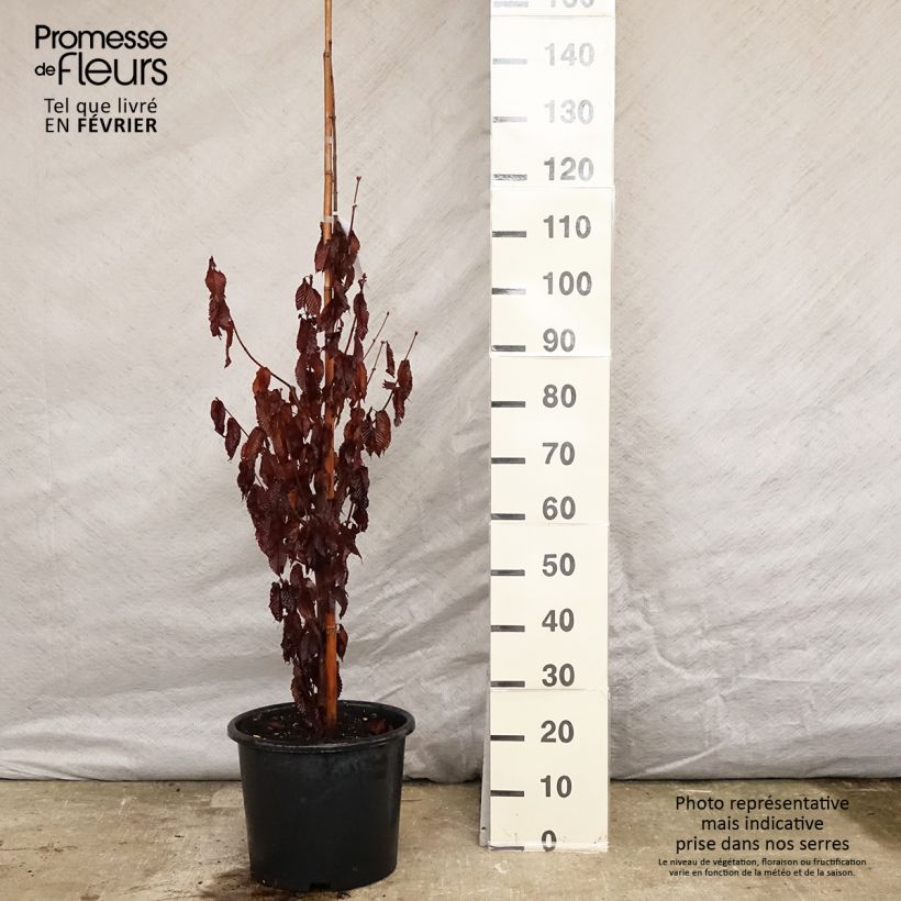 Spécimen de Erable à feuilles de charme - Acer carpinifolium Pot de 7,5L/10L, Baliveau tel que livré en hiver