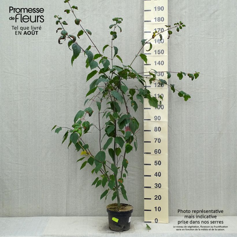 Spécimen de Erable à peau de serpent - Acer capillipes Pot de 7,5L/10L, Baliveau tel que livré en été
