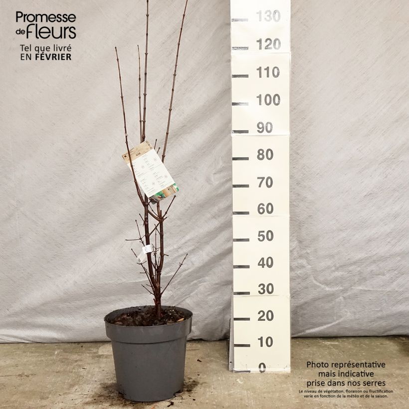 Spécimen de Érable cannelle - Acer griseum Pot de 7,5L/10L tel que livré en hiver