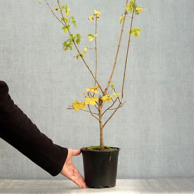Spécimen de Erable champêtre - Acer campestre Pot de 2L/3L tel que livré en automne