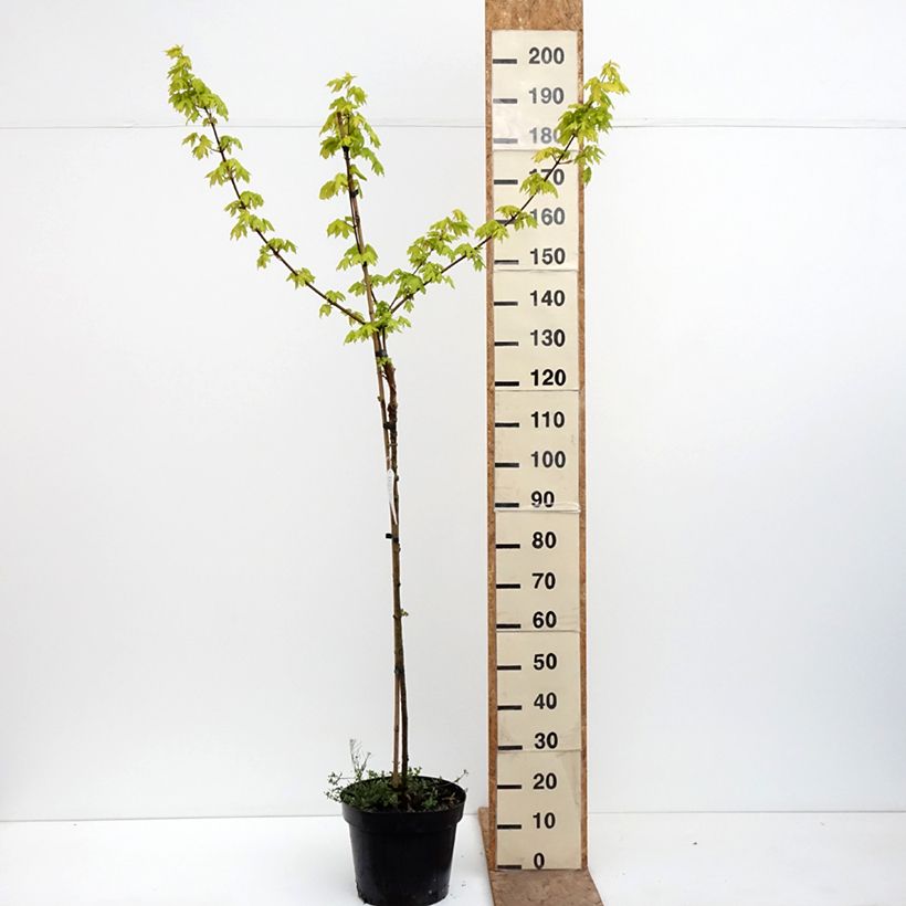 Spécimen de Erable champêtre - Acer campestre Postelense Pot de 7,5L/10L, Tige tel que livré au printemps
