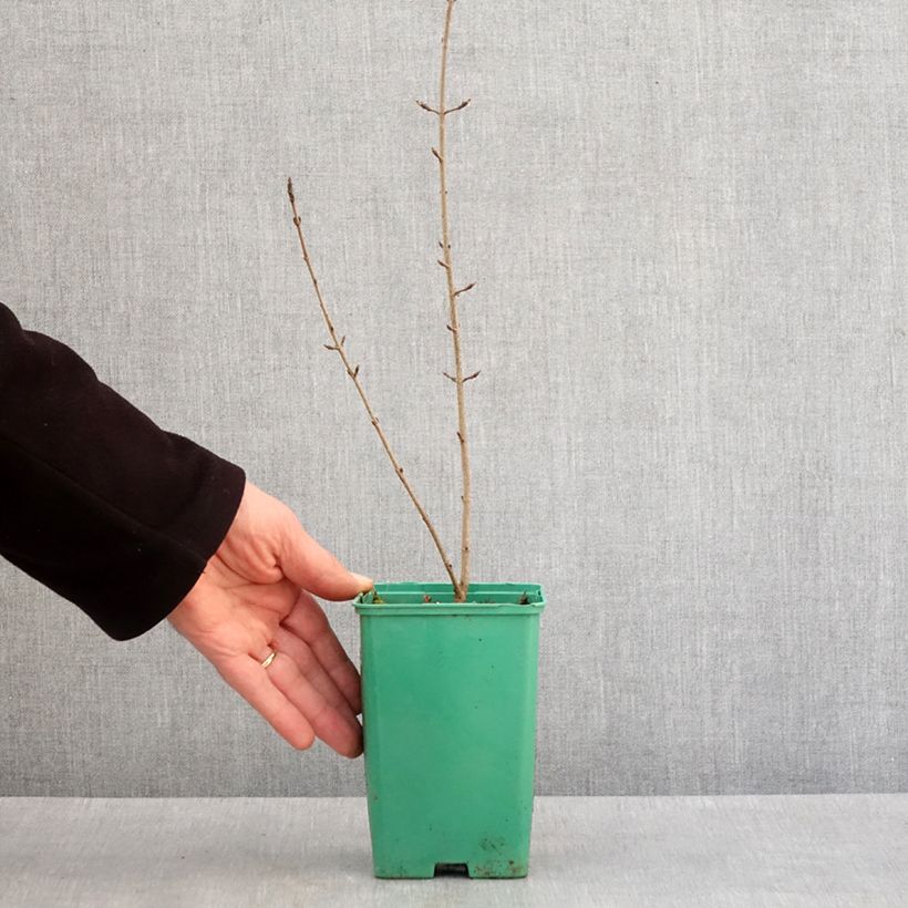 Spécimen de Erable de Montpellier - Acer monspessulanum Pot de 10 cm/11cm tel que livré en hiver