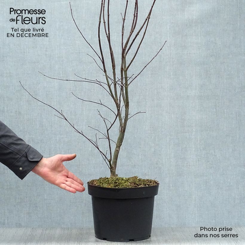 Spécimen de Érable du Japon - Acer palmatum Bloodgood Pot de 7,5L/10L tel que livré en hiver