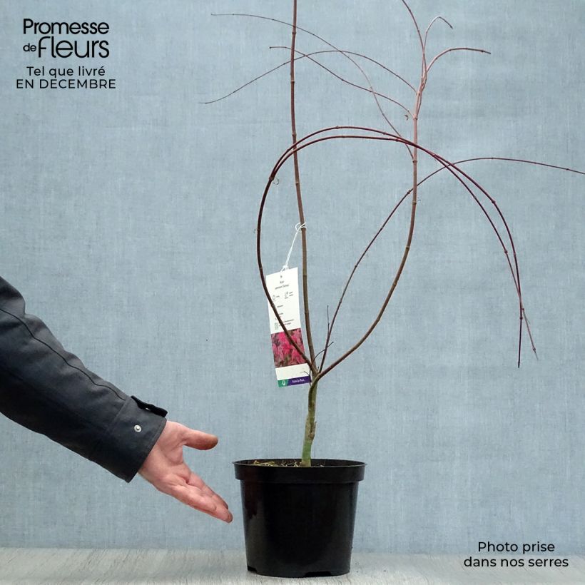 Spécimen de Érable du Japon - Acer palmatum Deshojo Pot de 4L/5L, Gréffé tel que livré en hiver