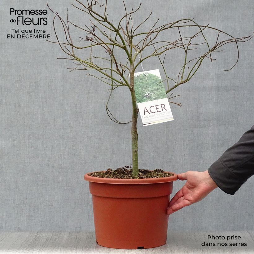 Spécimen de Érable du Japon - Acer palmatum Dissectum Pot de 7,5L/10L tel que livré en hiver
