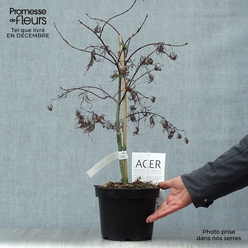 Spécimen de Érable du Japon - Acer palmatum Dissectum Garnet Pot de 3L/4L tel que livré en hiver