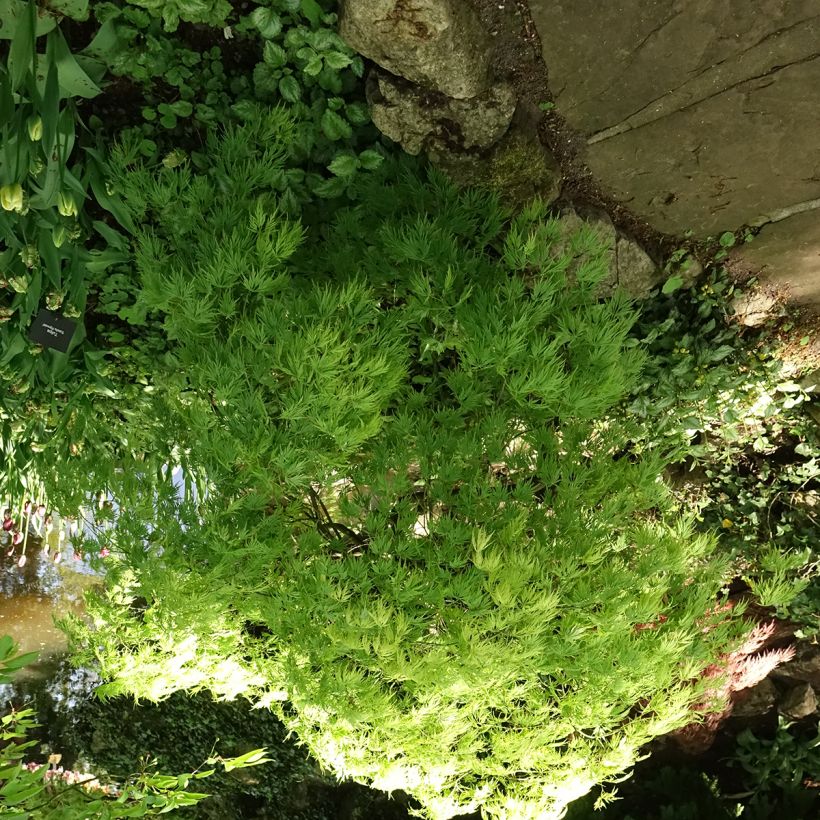 Érable du Japon - Acer palmatum Dissectum Viridis (Port)