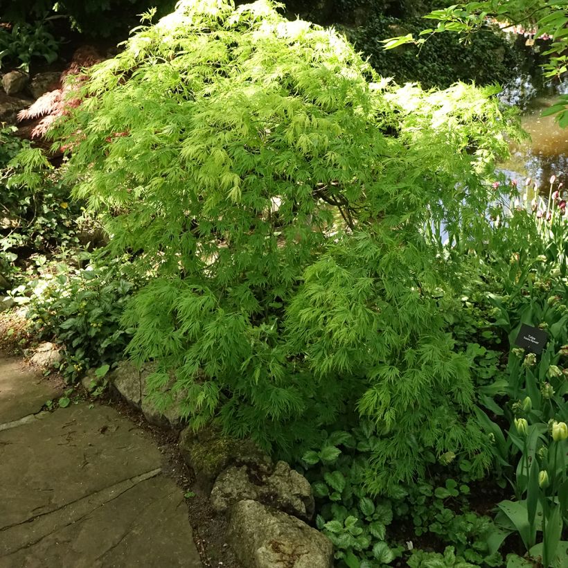 Érable du Japon - Acer palmatum Dissectum Viridis (Port)