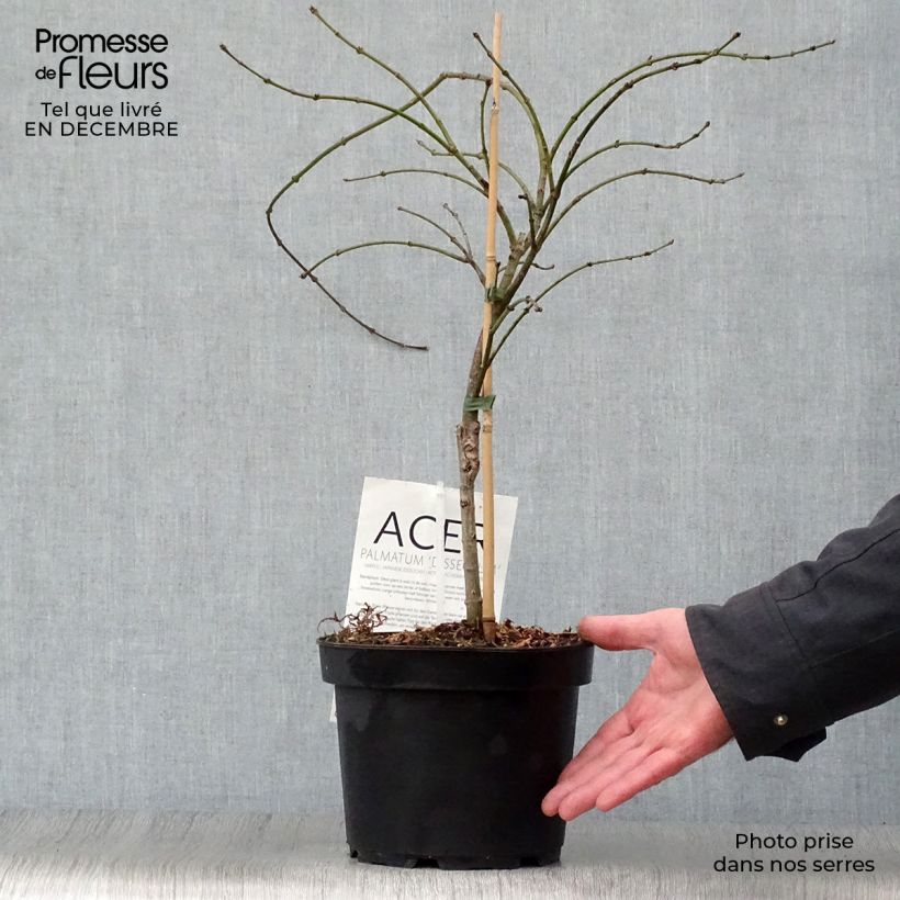 Spécimen de Érable du Japon - Acer palmatum Dissectum Pot de 3L/4L tel que livré en hiver