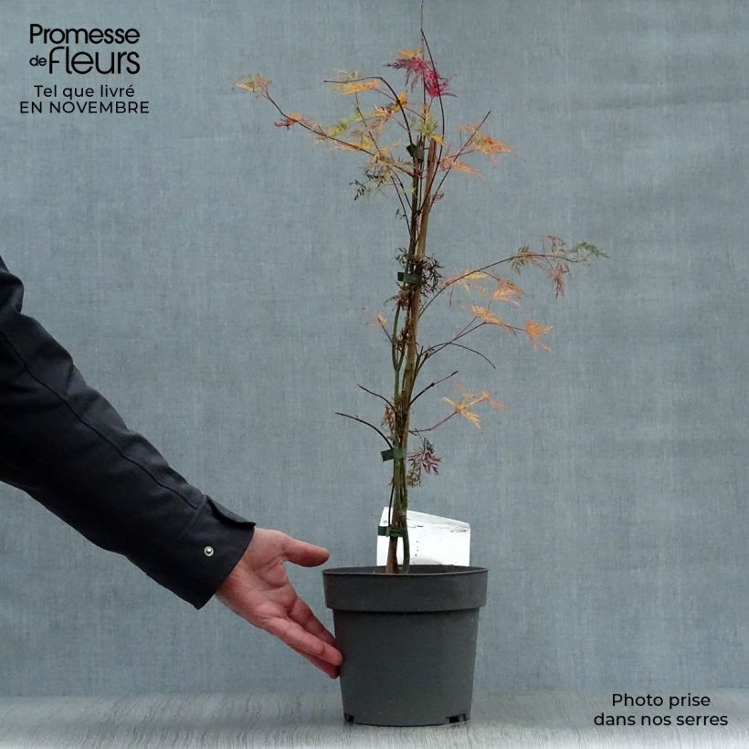Spécimen de Érable du Japon - Acer palmatum Emerald Lace Pot de 7,5L/10L tel que livré en automne