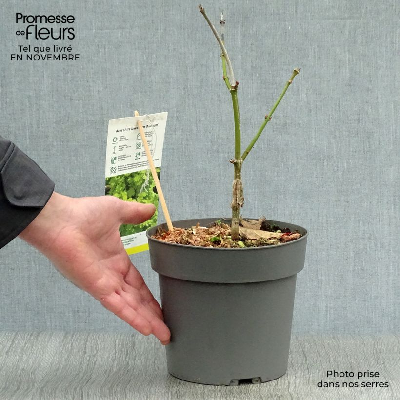 Spécimen de Érable du Japon - Acer shirasawanum Aureum Pot de 3L/4L tel que livré en automne