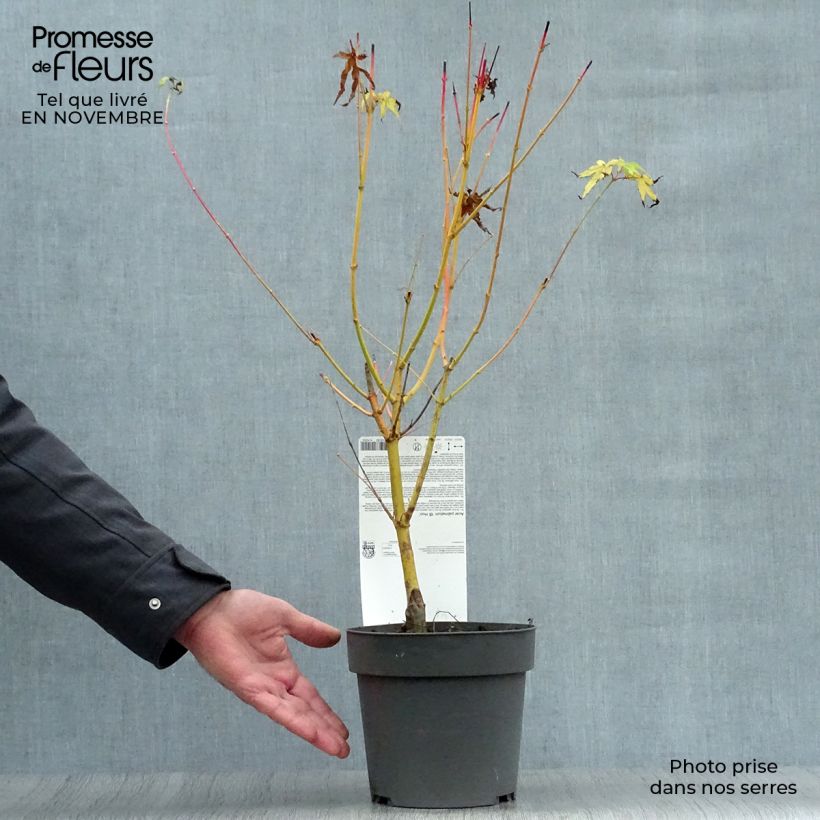 Spécimen de Érable du Japon Bi Hoo - Acer palmatum Pot de 2L/3L tel que livré en automne