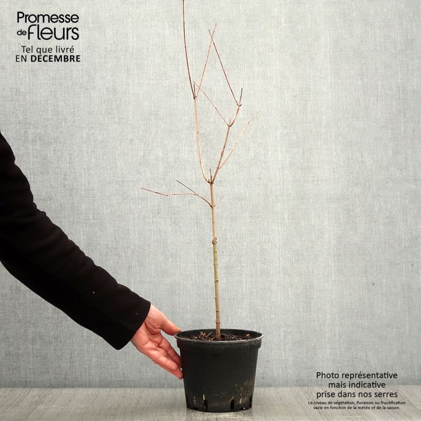Spécimen de Érable du fleuve Amour - Acer ginnala Pot de 2L/3L tel que livré en automne