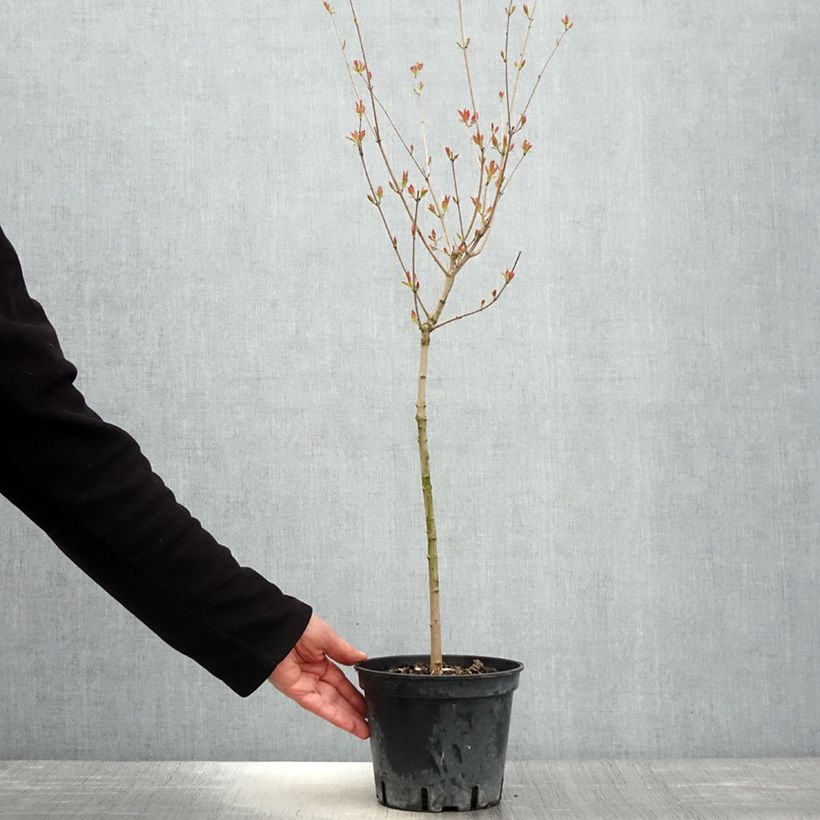 Spécimen de Érable du fleuve Amour - Acer ginnala Pot de 2L/3L tel que livré au printemps