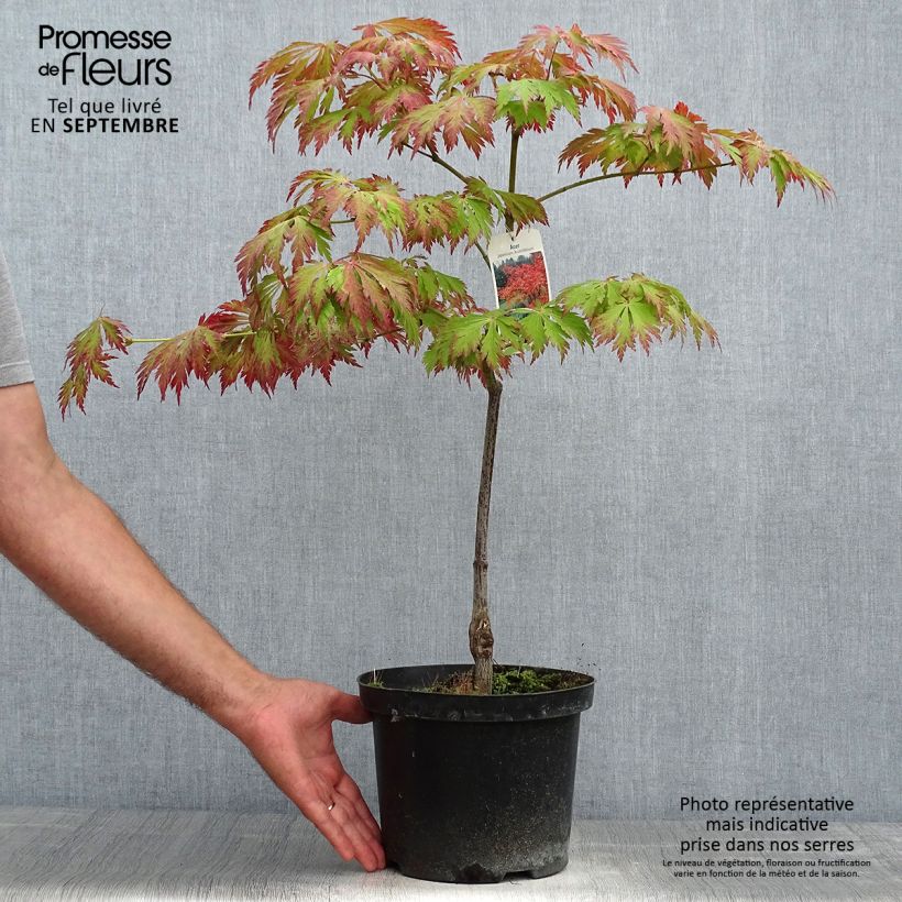 Spécimen de Érable du Japon - Acer japonicum Aconitifolium Pot de 4L/5L tel que livré en automne