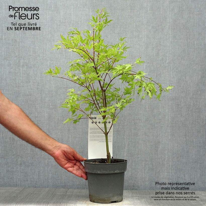 Spécimen de Érable du Japon - Acer palmatum Anne Irene Pot de 2L/3L tel que livré en automne