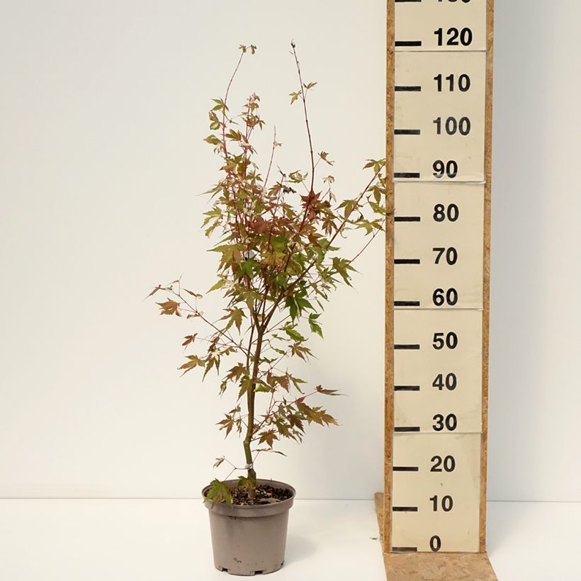 Spécimen de Erable du Japon - Acer palmatum Asahi Zuru Pot de 4L/5L tel que livré en été