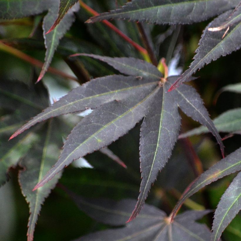 Érable du Japon - Acer palmatum Atropurpureum (Feuillage)