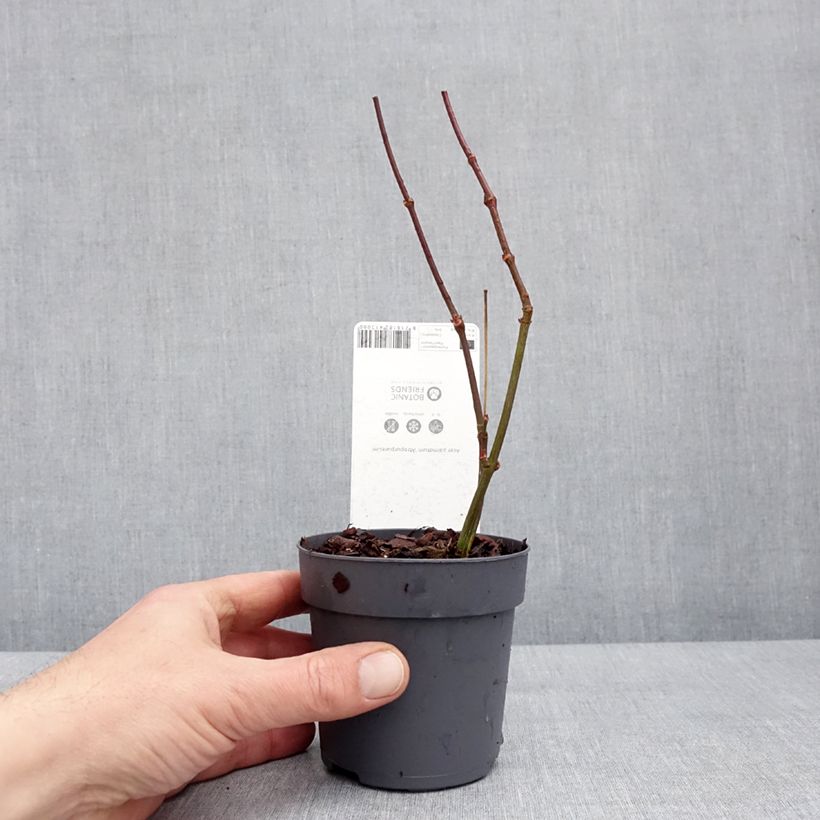 Spécimen de Érable du Japon - Acer palmatum Atropurpureum Pot de 10 cm/11cm tel que livré en hiver