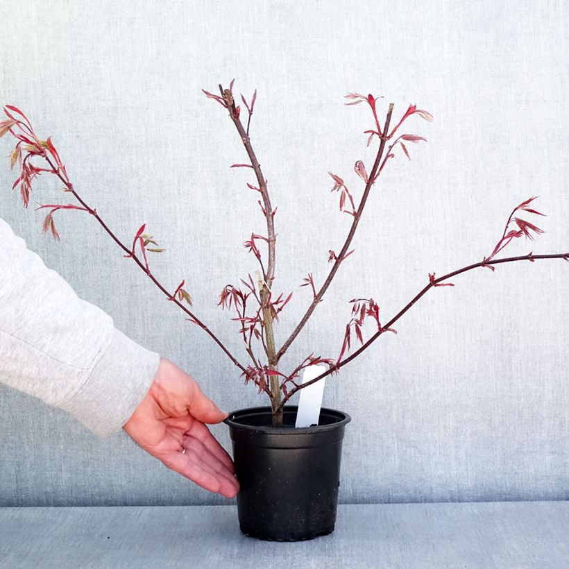 Spécimen de Érable du Japon - Acer palmatum Atropurpureum Pot de 10 cm/11cm tel que livré au printemps