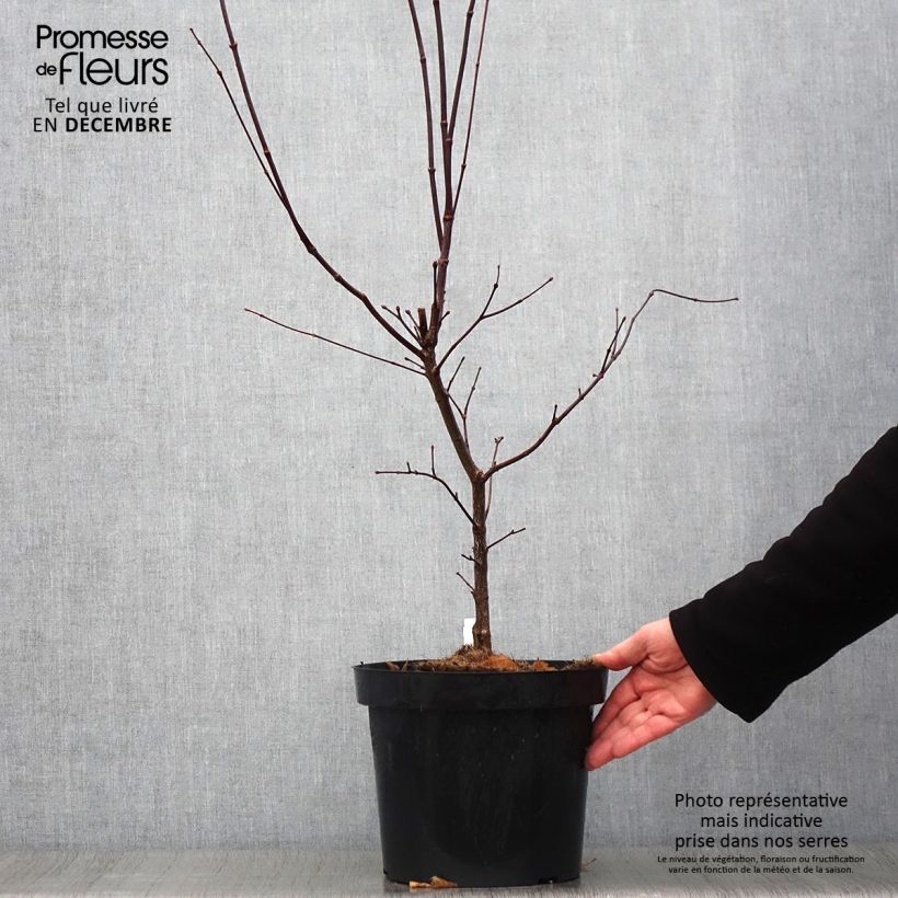 Spécimen de Érable du Japon - Acer palmatum Atropurpureum Pot de 4L/5L tel que livré en automne