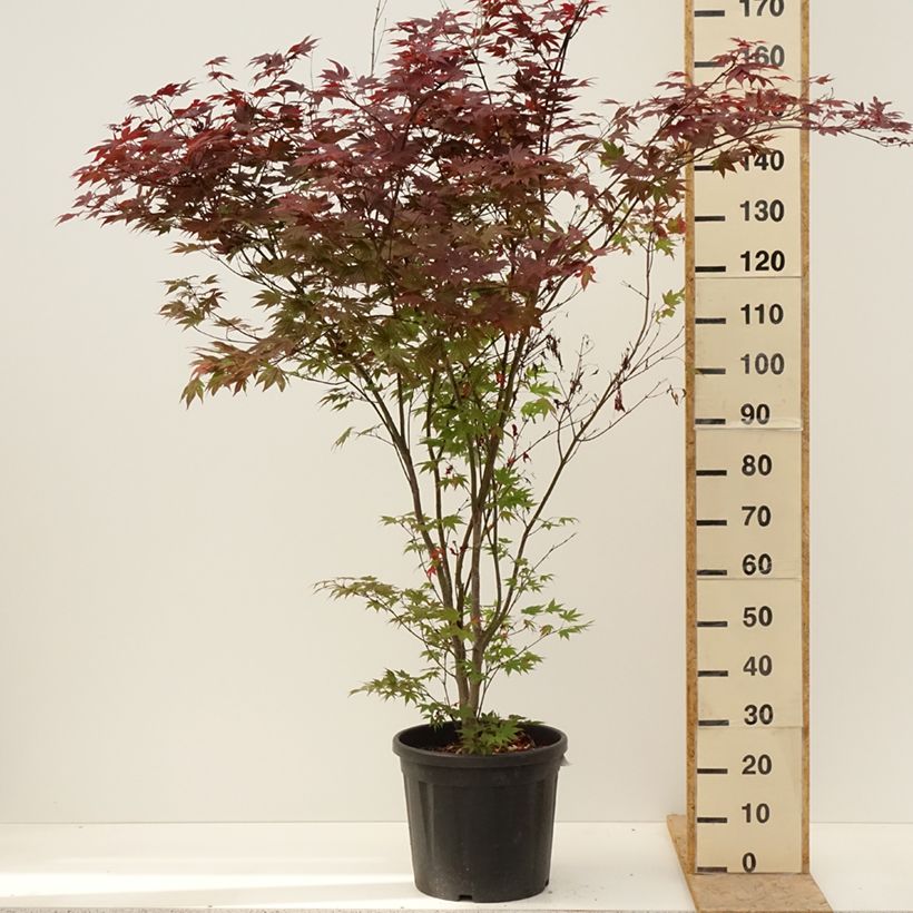 Spécimen de Érable du Japon - Acer palmatum Atropurpureum Pot de 20L/25L tel que livré au printemps