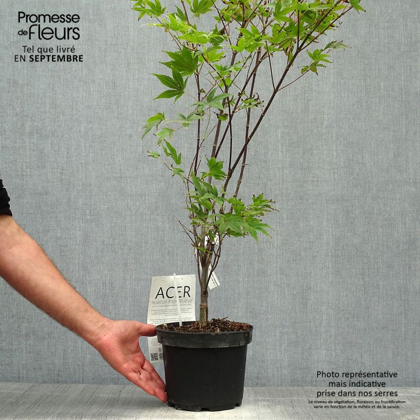 Spécimen de Érable du Japon - Acer palmatum Atropurpureum Pot de 2L/3L tel que livré en automne