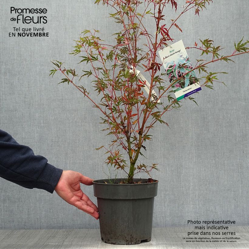 Spécimen de Erable du Japon - Acer palmatum Beni Shichihenge Pot de 3L/4L tel que livré en automne