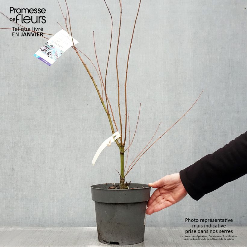 Spécimen de Erable du Japon - Acer palmatum Beni Shichihenge Pot de 3L/4L tel que livré en hiver
