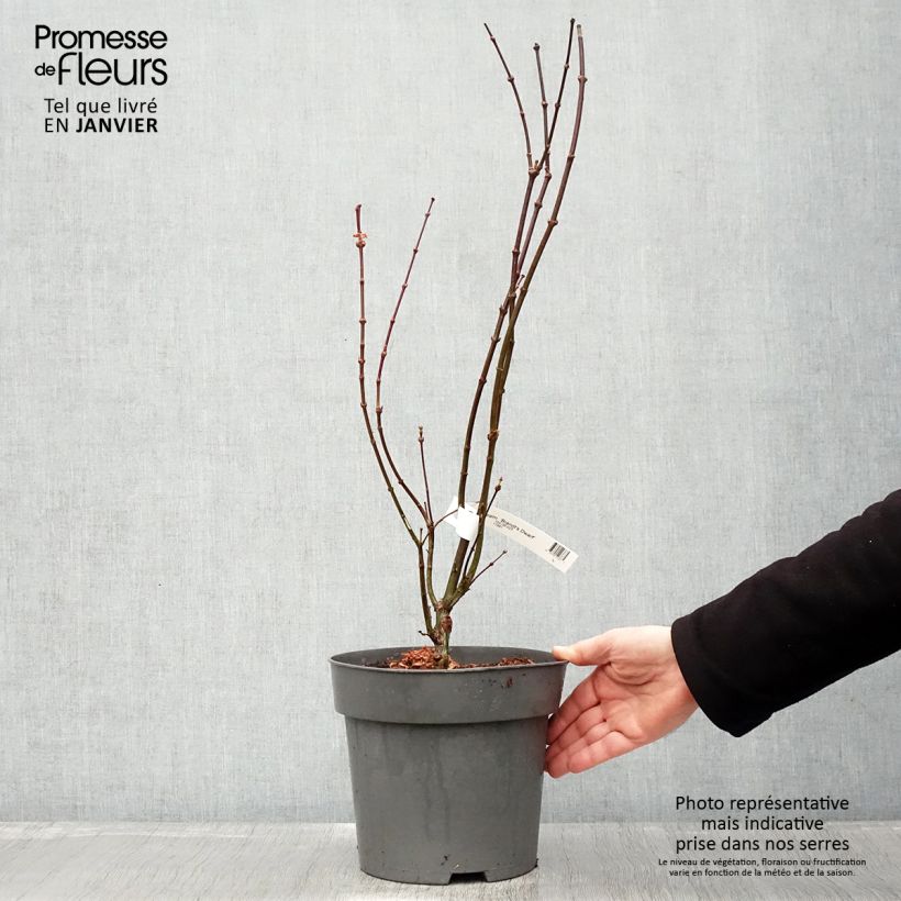 Spécimen de Erable du Japon - Acer palmatum Brandt’s Dwarf Pot de 4L/5L tel que livré en hiver