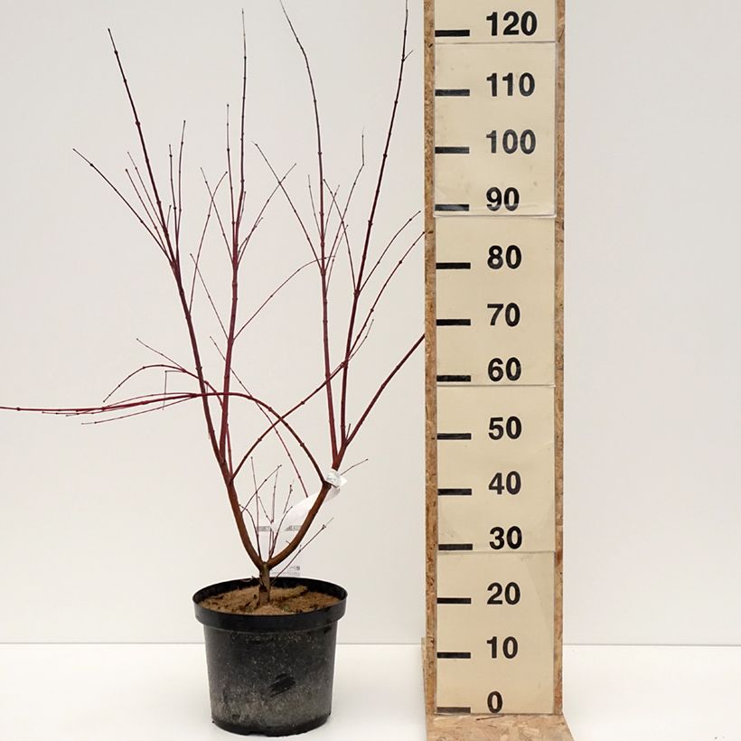 Spécimen de Erable du Japon - Acer palmatum Brown Sugar Pot de 7,5L/10L tel que livré en hiver
