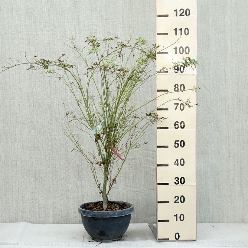 Spécimen de Érable du Japon - Acer palmatum Butterfly Pot de 7,5L/10L tel que livré en automne