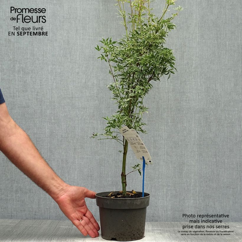 Spécimen de Érable du Japon - Acer palmatum Butterfly Pot de 2L/3L tel que livré en automne