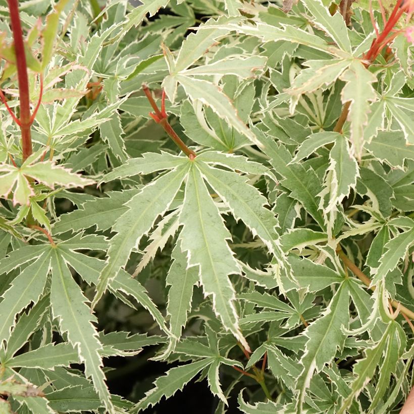 Érable du Japon - Acer palmatum Butterfly (Feuillage)