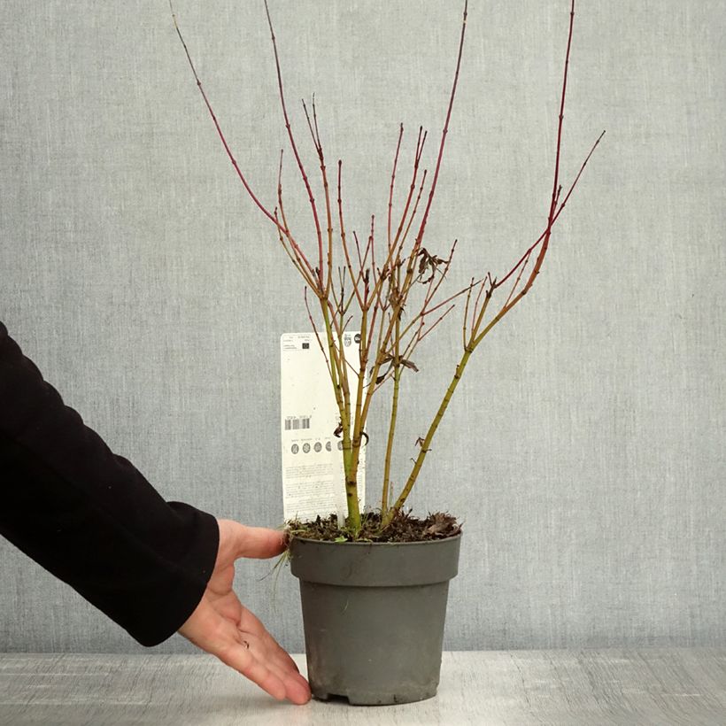 Spécimen de Érable du Japon - Acer palmatum Butterfly Pot de 1L/1,5L tel que livré en automne